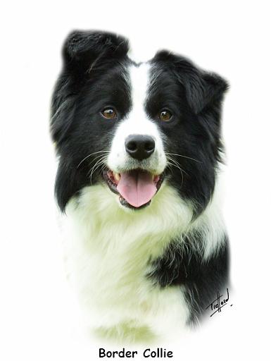 Border Collie 9A015D-24_2.jpg